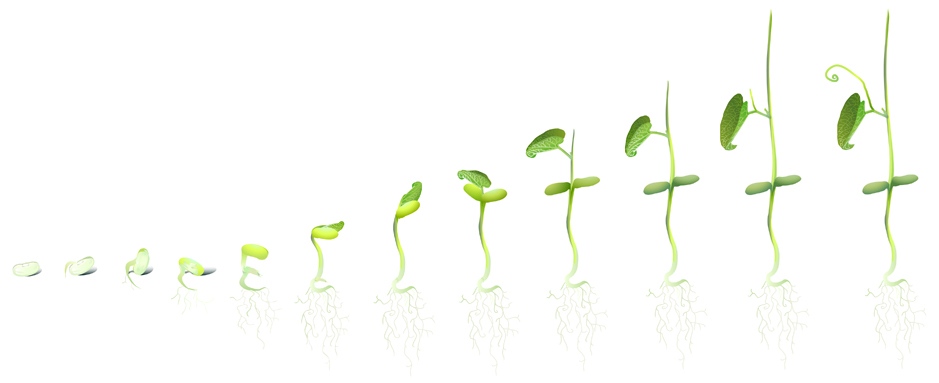 bean_growing.jpg